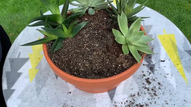 How to Plant Succulent Arrangement // with Height смотреть онлайн