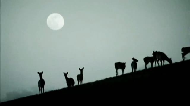 Каким будет мир если исчезнут люди смотреть онлайн