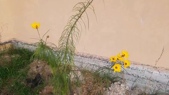 Подсолнечник иволистный – Helianthus salicifolius