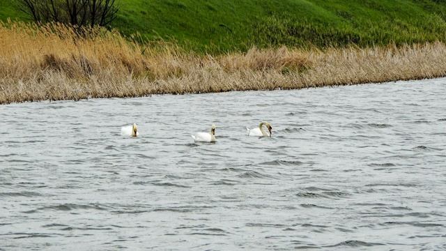 Лебедь на пруду смотреть онлайн