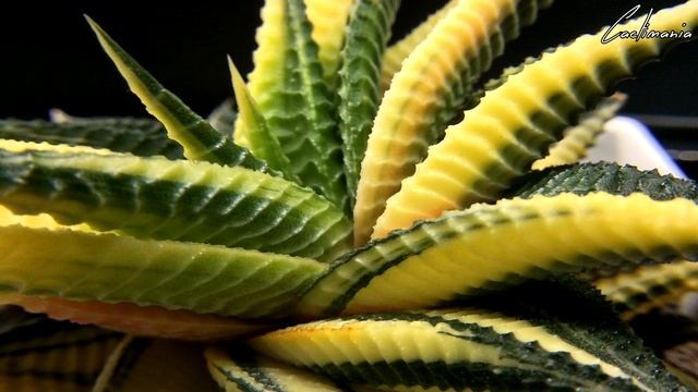 Cactus & Succulent Spotlight - Haworthia Limifolia (Redux) - Narrated by The Desert Plant Diary смотреть онлайн