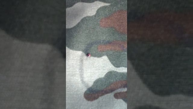 Клещ и Гвоздика смотреть онлайн