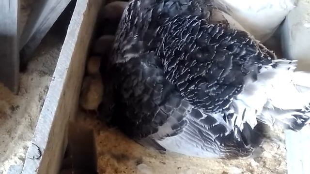 Подкидываем индюшке чужих индюшат. смотреть онлайн