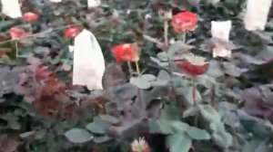 Обзор сорта Red eye