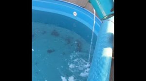 Лучшая консервация бассейна