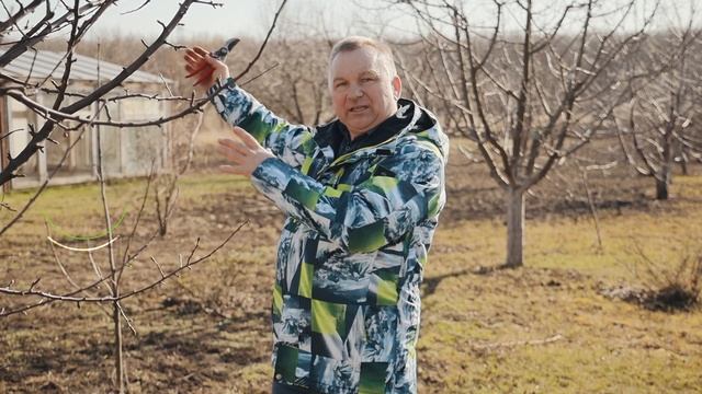 Перепрививка деревьев. Как правильно заготавливать черенки