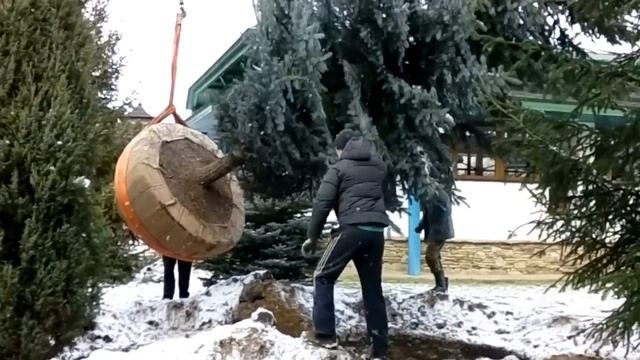 #посадкакрупномера #ельголубая #хочуврек  Крупномер ель голубая погрузка на машину. Greenpinus.