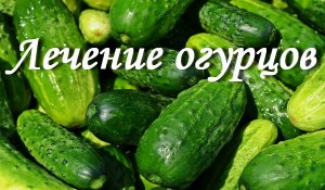 Лечение огурцов