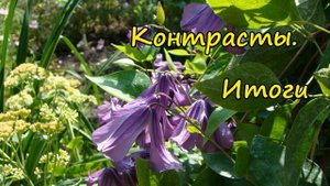 Клематисы. Сочетания цветов и форм
