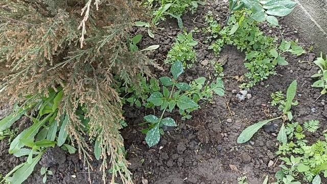 Посылка с розами. Олбрайтон Рамблер, Пилигрим смотреть онлайн