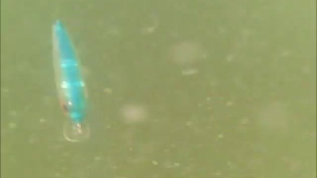Подводные съемки. Поиск хищника. Подводная видеокамера