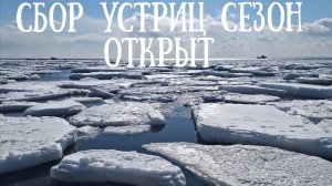 Сахалин сбор устриц + подарок на горе