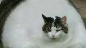 Песня жирный кот