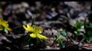 Téltemető (eranthis hyemalis) UHD 4K 2160p