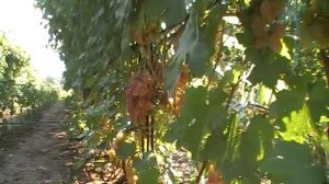 Сорт винограда Лора(Флора) и влияния на него дождя во время созревания ягод