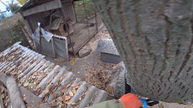 КАК ДОСТАТЬ БЕЛКУ ИЗ ДУПЛА.ЭТО НАДО ВИДЕТЬ смотреть онлайн