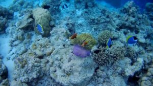 Актинии или морские анемоны охотятся при помощи стрекательных клеток