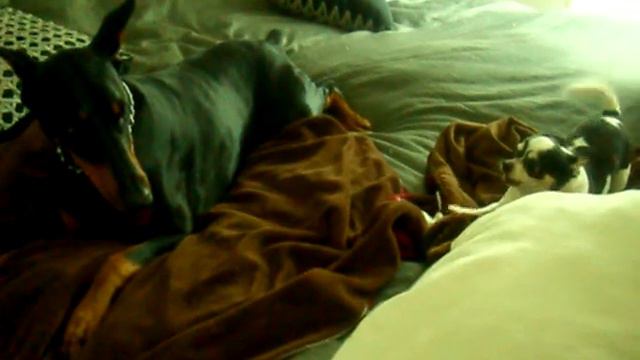 Doberman VS Crazy Chihuahua смотреть онлайн