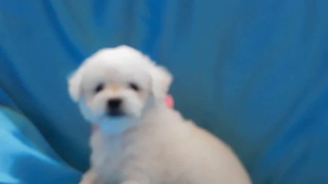 Бишон Фризе АМ Ястрэмс Афина смотреть онлайн