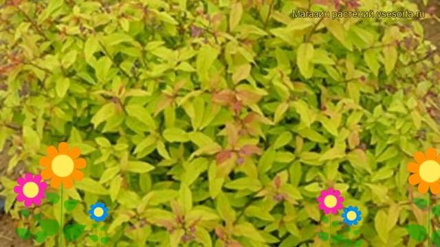 Спирея японская Зелень и Золото. Краткий обзор, описание spiraea japonica Green and Gold