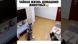тайная жизнь домашних животных 3