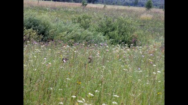 небо хочу,радуг хочу и дорог смотреть онлайн