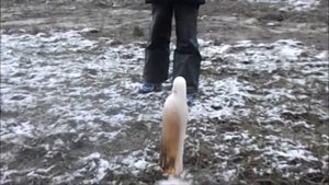 Лимонад + Ментос. Проводим опыт на улице | Опыты для детей Soda and Mentos Experiment for Kids