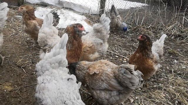 Амераукан стандарт и Русские хохлатые ситцевые весенний период смотреть онлайн