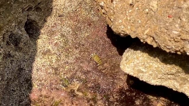 #море #alicante #крабик #крабы #краби #mar #crab #cangrejos #cangrejo смотреть онлайн