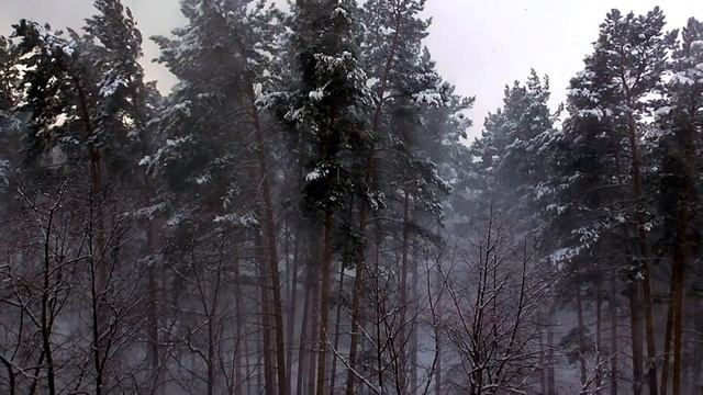 Вьюга. Хорошо смотреть из окна на причуды природы.