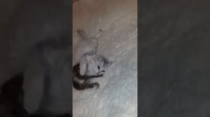 Европейская короткошёрстная!!!