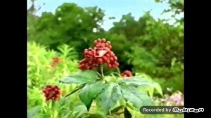 чистая линия шампунь 2009 реклама