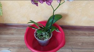 Как поливать орхидею фаленопсис Дикий кот