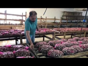 Подготовка улитки к зиме