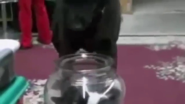 Приколы 2015 Дельфин дрючит русалку смотреть онлайн