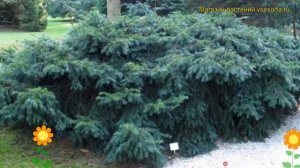 Тис ягодный Репанденс. Краткий обзор, описание характеристик taxus baccata Repandens