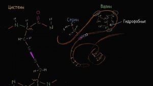 Третичная структура белка (видео 11) | Макромолекулы  | Биология