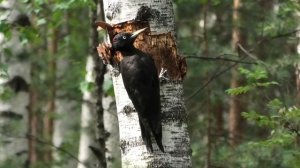 ЖЕЛНА ИЛИ ЧЕРНЫЙ ДЯТЕЛ ДОЛБИТ СТВОЛ БЕРЕЗЫ