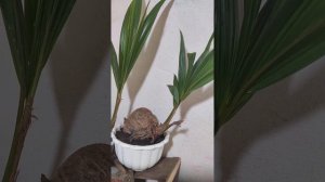 Сколько воды в одном кокосе? 🥥 Как растет кокосовая пальма? 🌴 Всё о кокосах