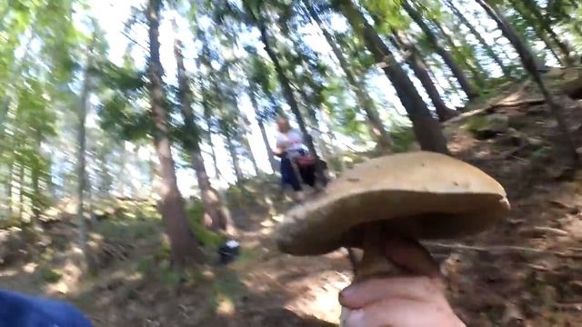 БЕЛЫЕ ГРИБЫ в СЕНТЯБРЕ в поисках НОВЫХ МЕСТ для сбора БЕЛЫХ ГРИБОВ осенью 2018 смотреть онлайн