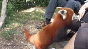 Ручная красная панда   Red panda hand