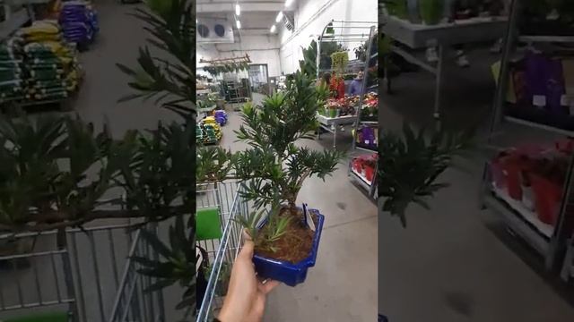 Подокарпус смотреть онлайн