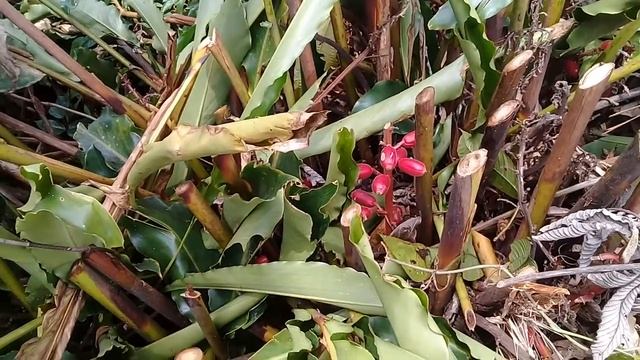 Растение из семейства имбириевых Renealmia alpinia специя для рыбы и мяса смотреть онлайн