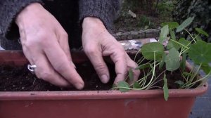 Рассада настурции вытянулась.  Что делать?