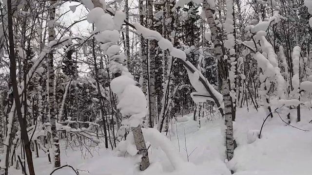 Наконец-то завёл себе русско-европейскую лайку по кличке "Катунь". Первые испытания РЕЛ в лесу. смотреть онлайн