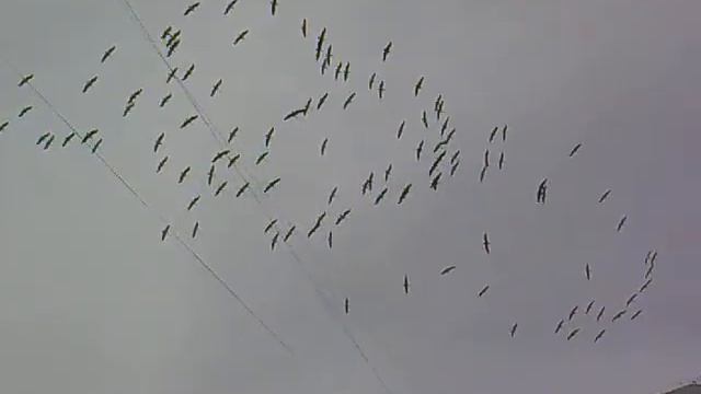 Стая Аистов смотреть онлайн