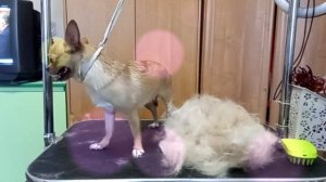 Чихуахуа Соня