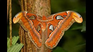 Павлиноглазка атлас