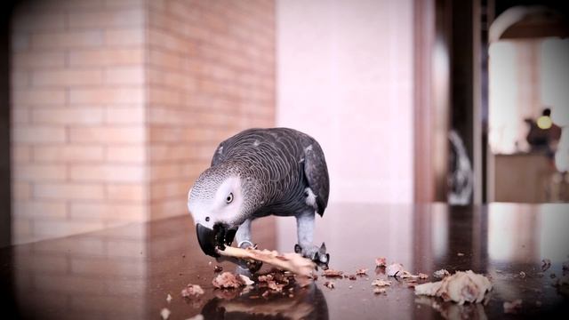 ШОК!!! ПОПУГАЙ ЕСТ СЕБЕ ПОДОБНЫХ?CANNIBAL PARROT