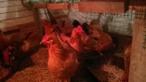 Древесный уголь для кур несушек.